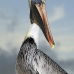 pelican_brown_can_v_0220_mex0230.jpg
